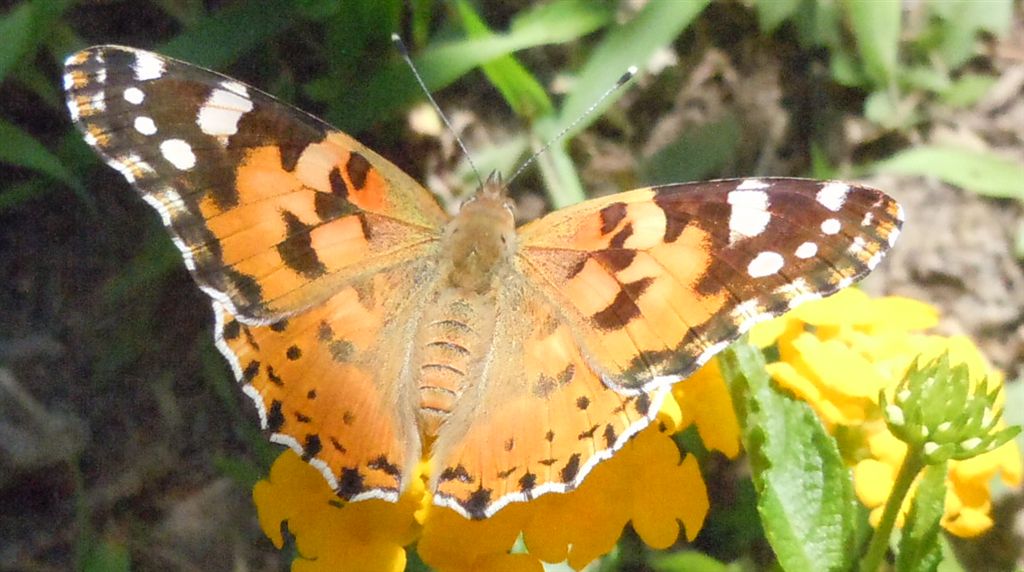 Vanessa cardui